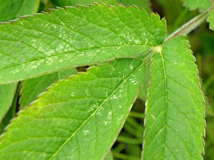 Chaerophyllum aromaticum