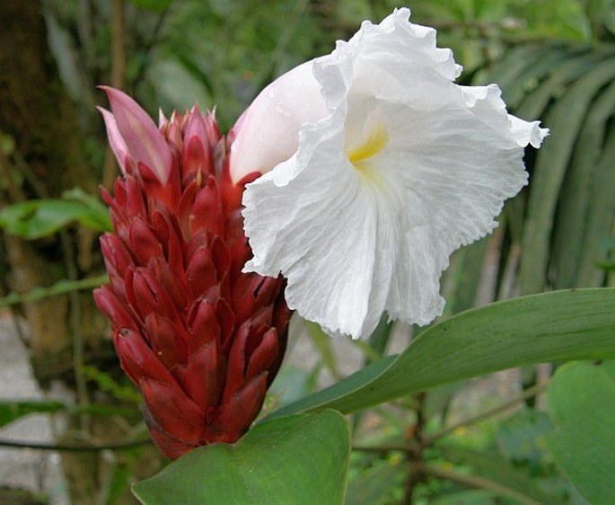 Cheilocostus speciosus