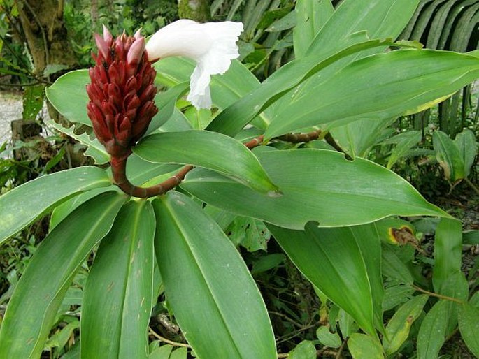 Cheilocostus speciosus