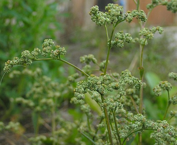 CHENOPODIUM ALBUM subsp. PEDUNCULARE (Bertol.) Arcang. – merlík bílý stopečkatý / mrlík