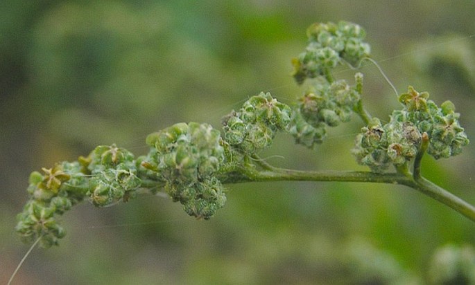 Chenopodium pedunculare