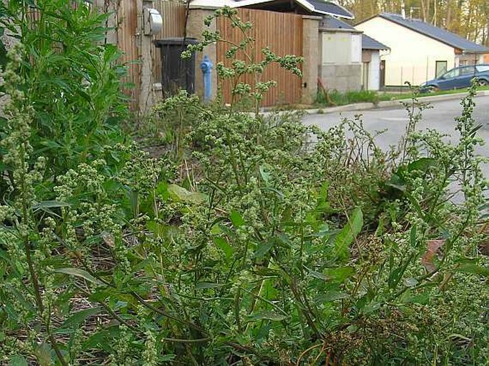 Chenopodium pedunculare