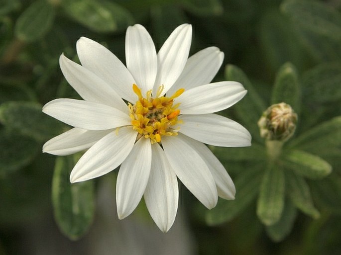 CHILIOTRICHUM DIFFUSUM (G. Forst) Kuntze