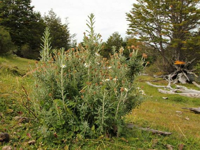 Chiliotrichum diffusum