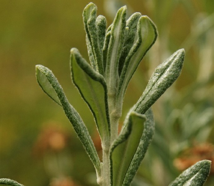 Chiliotrichum diffusum