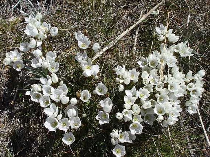 GENTIANELLA MUELLERIANA (L. G. Adams) Glenny - hořeček / horček