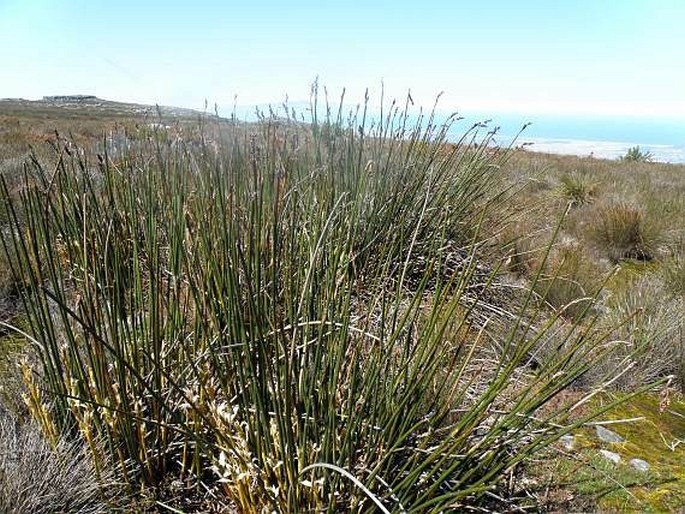 Chondropetalum mucronatum