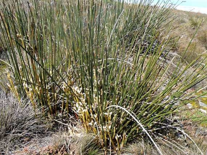 Chondropetalum mucronatum