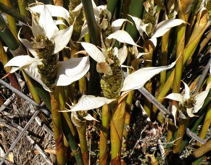 Chondropetalum mucronatum