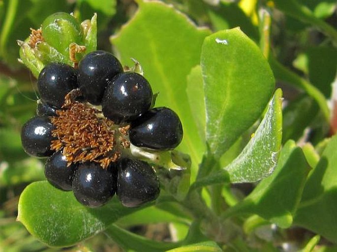 Chrysanthemoides monilifera