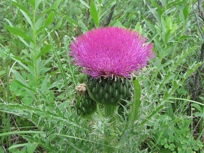 Cirsium drummondii