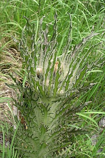 Cirsium foliosum