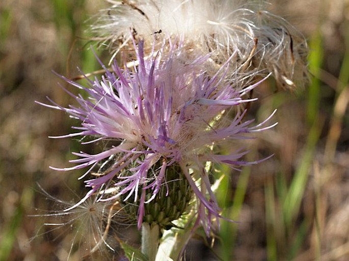 Cirsium undulatum