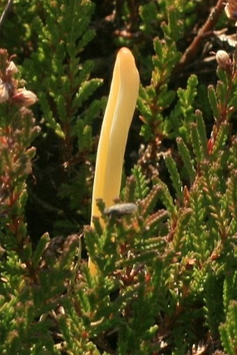 Clavaria argillacea