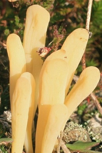 Clavaria argillacea