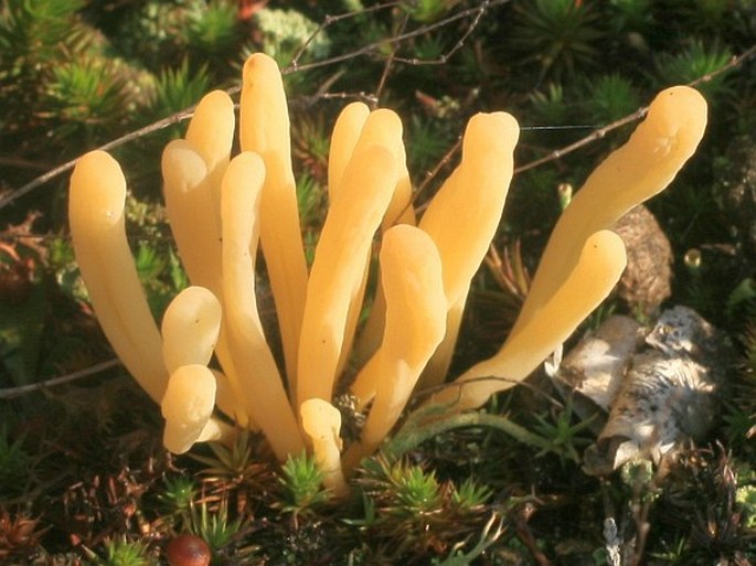 CLAVARIA ARGILLACEA Pers. - kyjanka hlínová / kyjačik