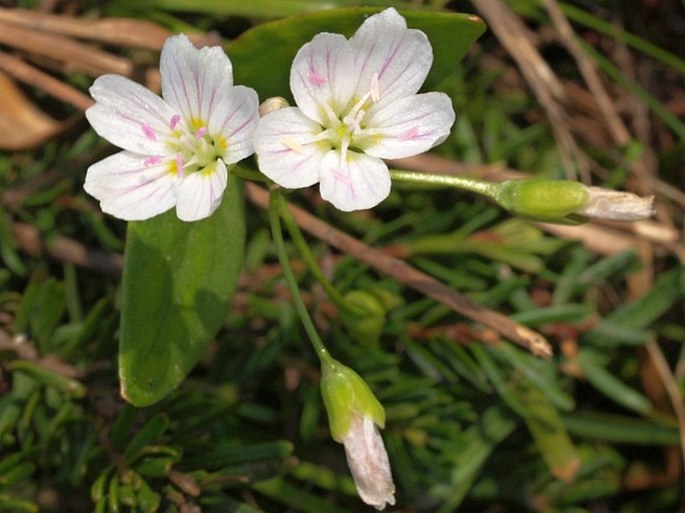 Claytonia lanceolata