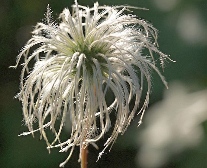 Clematis occidentalis var. grosseserrata