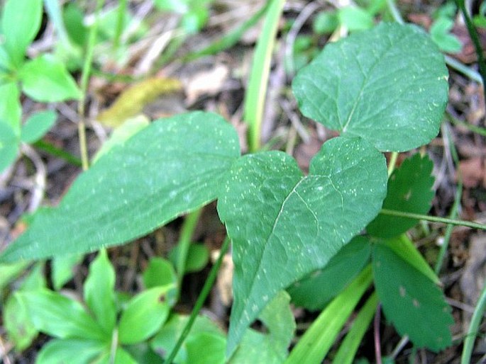 Clematis occidentalis var. grosseserrata