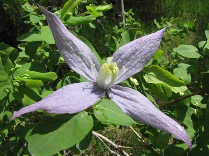 Clematis occidentalis var. grosseserrata