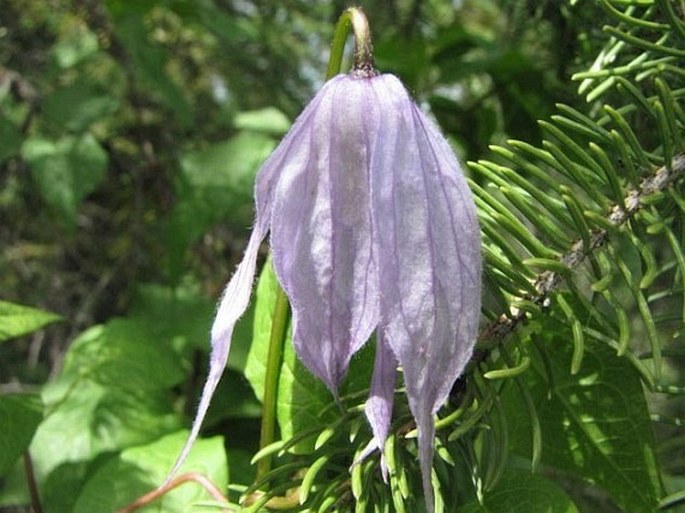 Clematis occidentalis var. grosseserrata