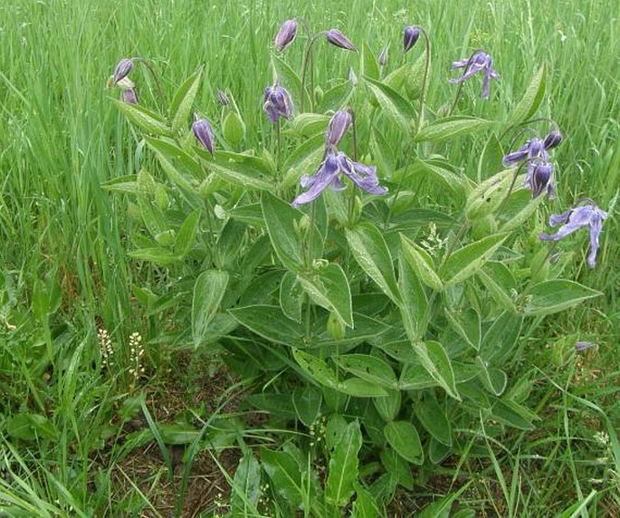 Clematis integrifolia