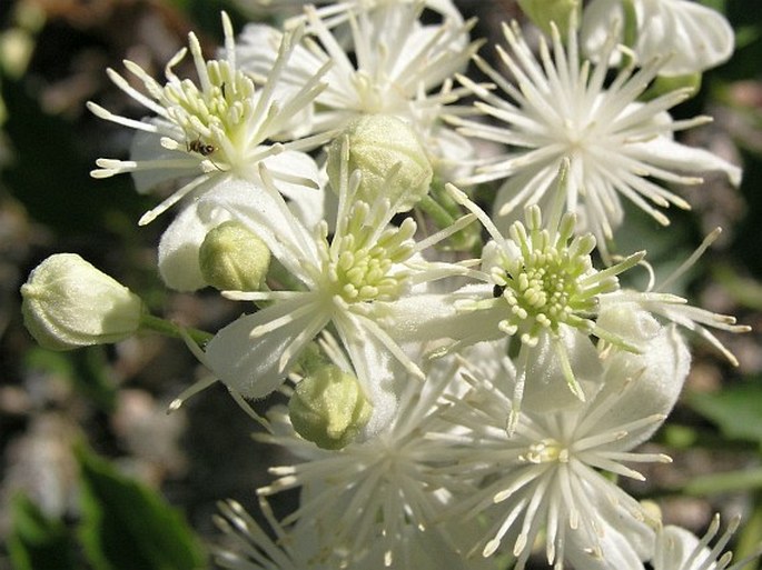 CLEMATIS LIGUSTICIFOLIA Nutt. - plamének / plamienok