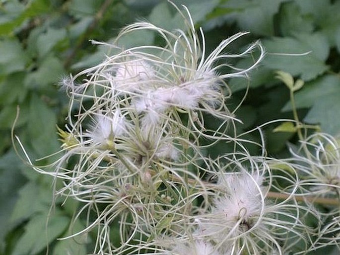 Clematis ligusticifolia