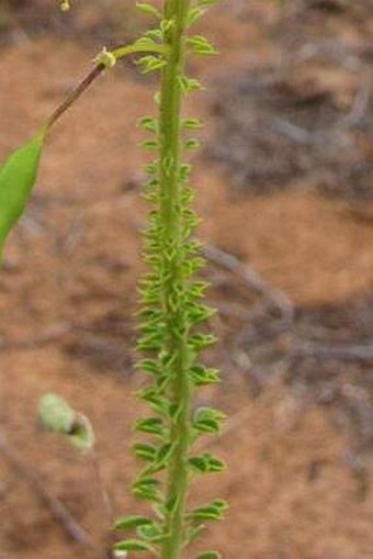 Cleome lutea