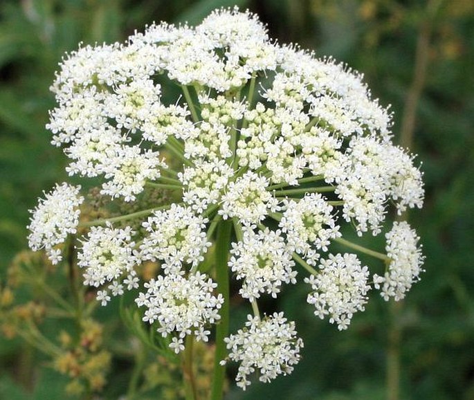 CNIDIUM DUBIUM (Schkuhr) Thell. - jarva žilnatá / pálčivka žilkatá