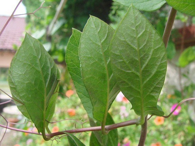 Cobaea scandens