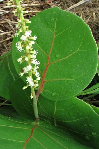 Coccoloba uvifera