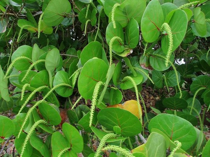 COCCOLOBA UVIFERA (L.) L. - hroznovec obecný