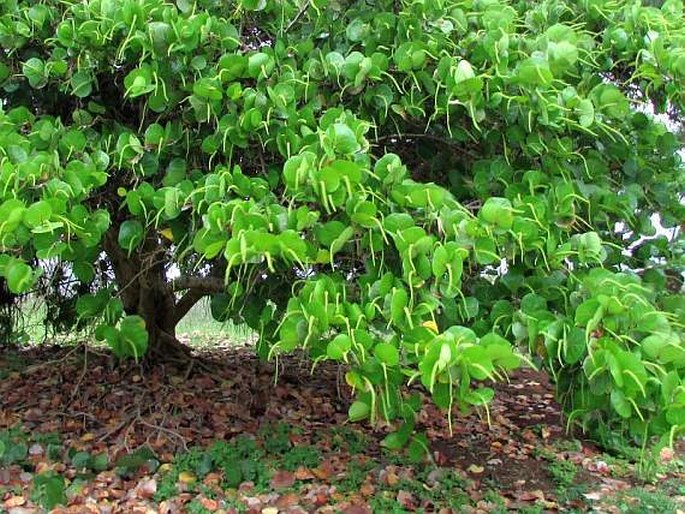 Coccoloba uvifera