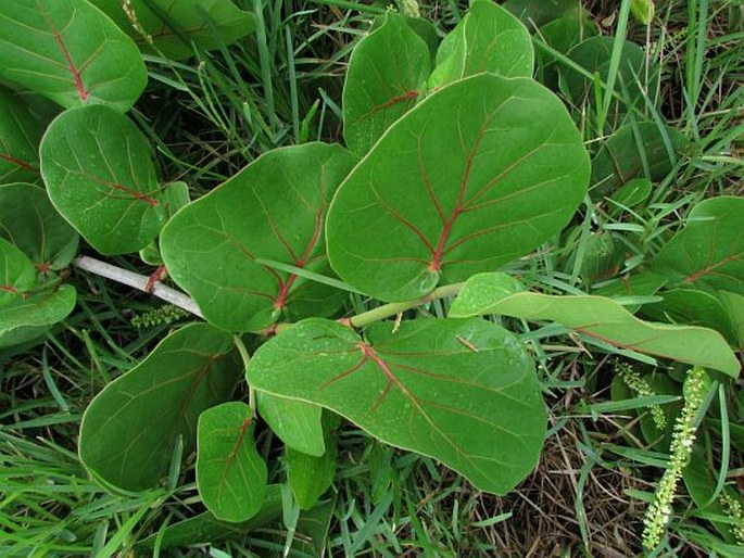 Coccoloba uvifera