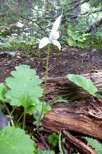 Codonorchis lessonii