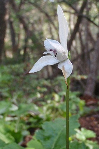 Codonorchis lessonii