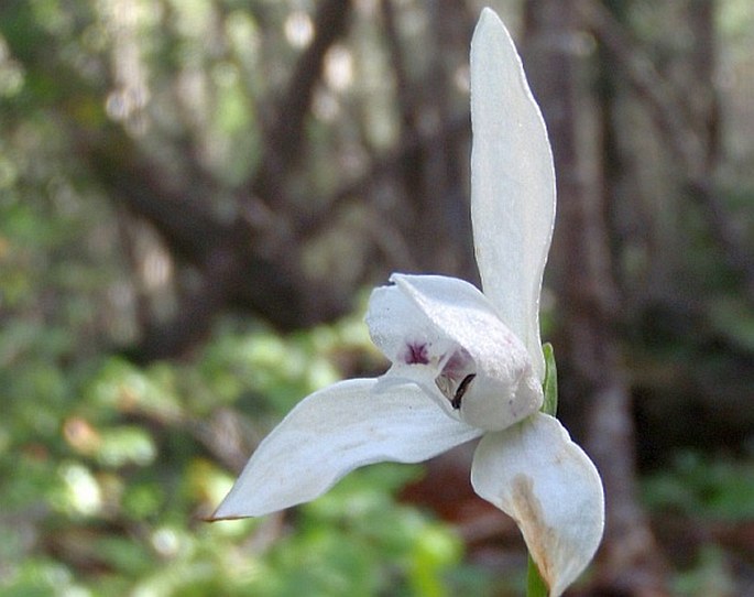 CODONORCHIS LESSONII (dUrv.) Lindl.