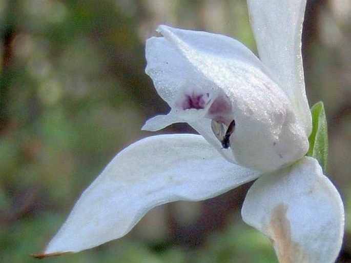 Codonorchis lessonii