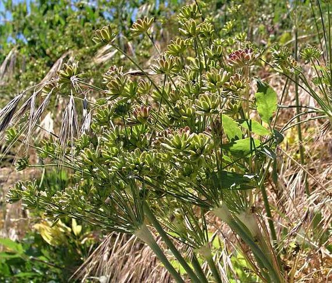 Cogswellia nudicaulis