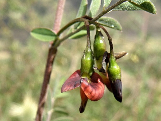 COLUTEA ABYSSINICA Kunth et Bouche - žanovec / mechúrnik