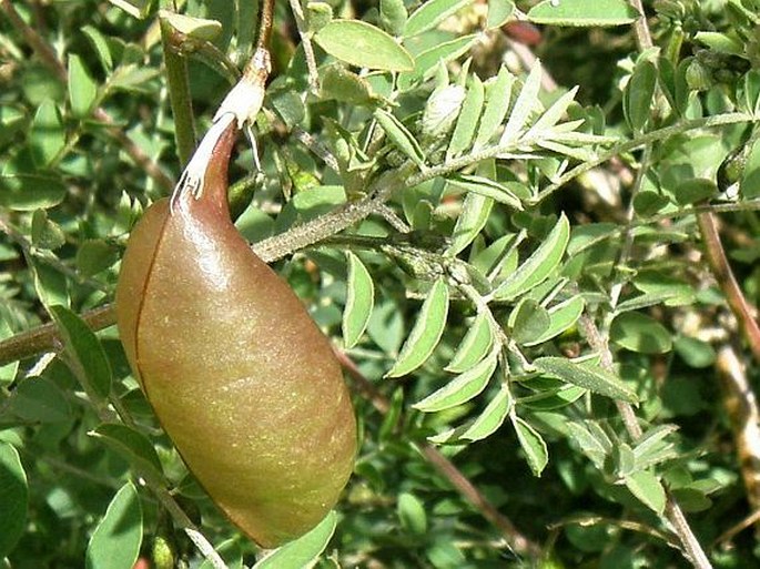 Colutea abyssinica