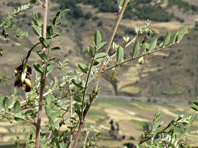 Colutea abyssinica