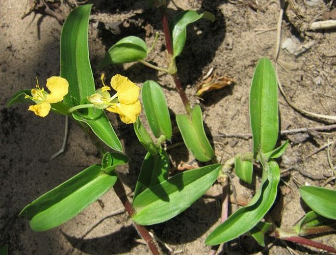 Commelina africana