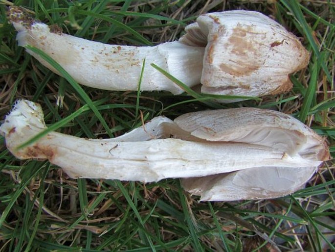 Coprinopsis atramentaria