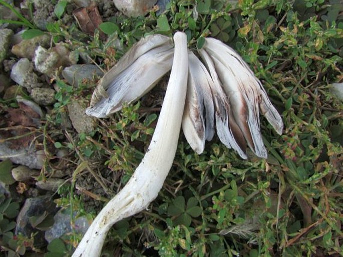 Coprinopsis atramentaria