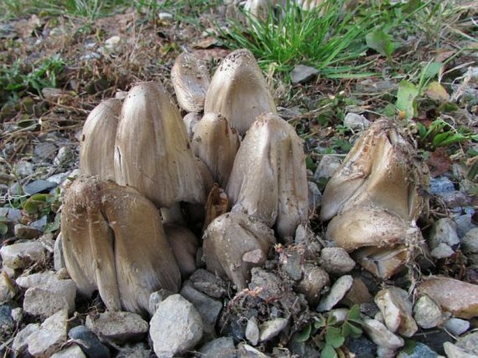 Coprinopsis atramentaria