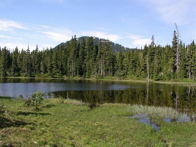 Coptis trifolia