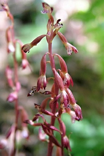 Corallorhiza maculata