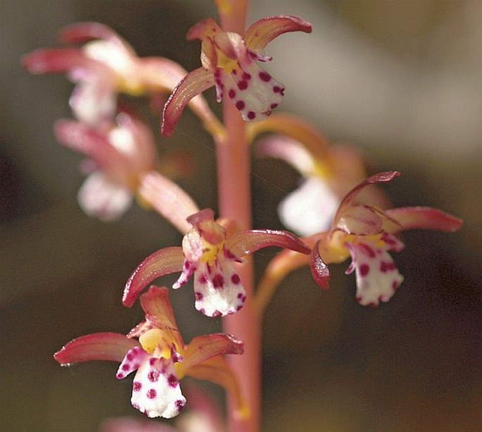 Corallorhiza maculata